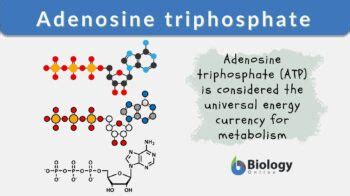 adenosine triphosphate發音|Adenosine triphosphate Definition & Meaning .
